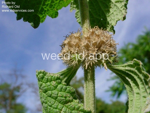 horehound, white